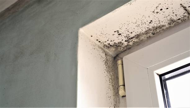 Best Crawl Space Mold Remediation  in Tornado, WV