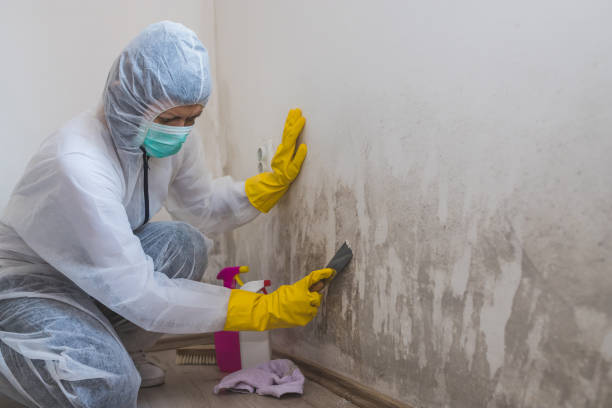 Best Emergency Mold Remediation  in Tornado, WV
