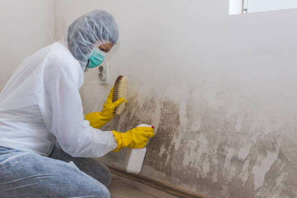 Best Mold Removal for HVAC Installations  in Tornado, WV