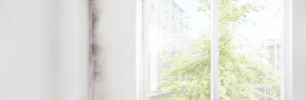 Best Mold Remediation for Healthcare Facilities  in Tornado, WV